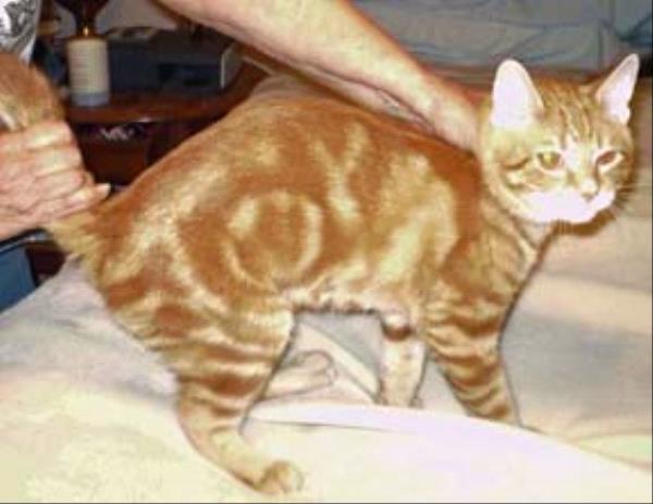 /Images/uploads/Animal Control  Welfare Project/PrettiestPetContest/entries/6125thumb.jpg